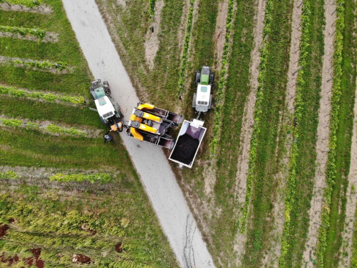 Weinlese mit Lesemaschine