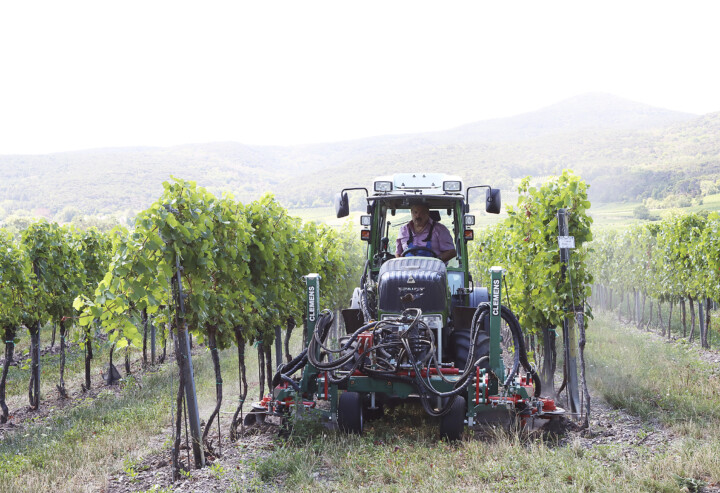 Weingarten mit Traktor