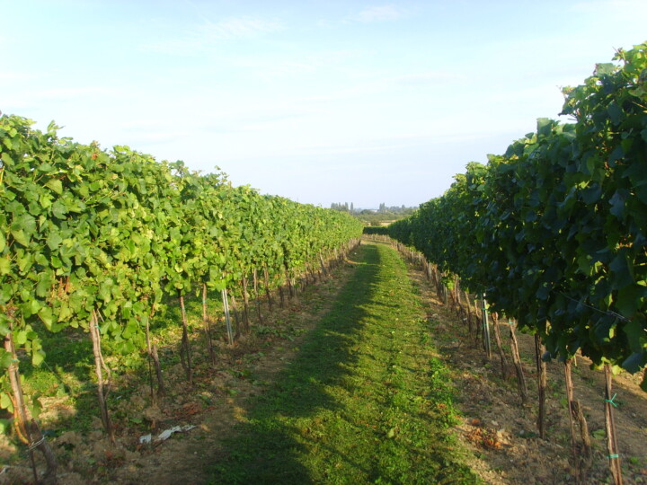 Weingarten im Sommer