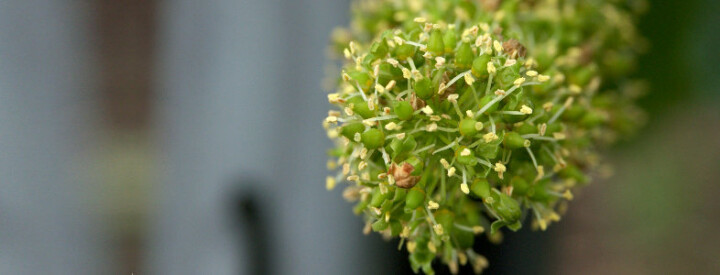 Rebblüte